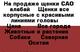 На продаже щенки САО (алабай ). Щенки все корпусные с красивыми линиями головы . › Цена ­ 30 - Все города Животные и растения » Собаки   . Северная Осетия